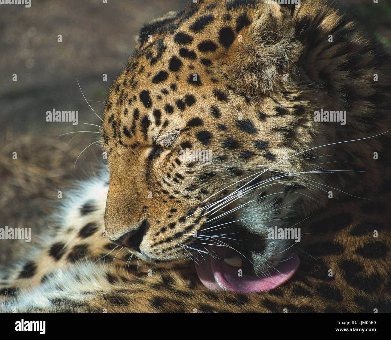 Primo piano di un leopardo che lecca la sua zampa Foto Stock