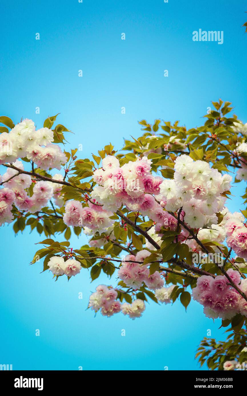 bella fioritura con cielo blu Foto Stock