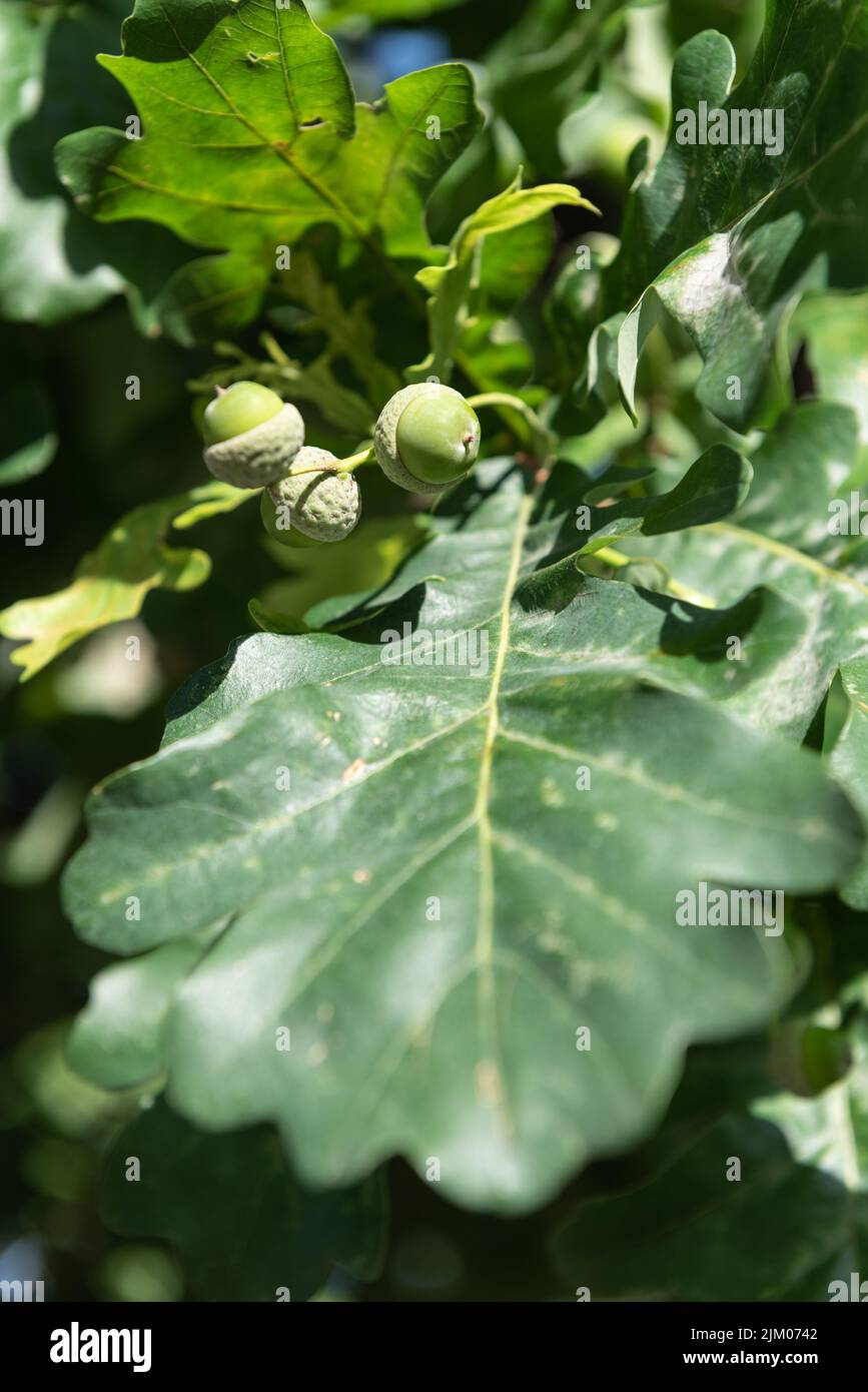 Foglie di quercia verde con ghiande giovani, primo piano. Concetto di potenza e longevità. Foto Stock