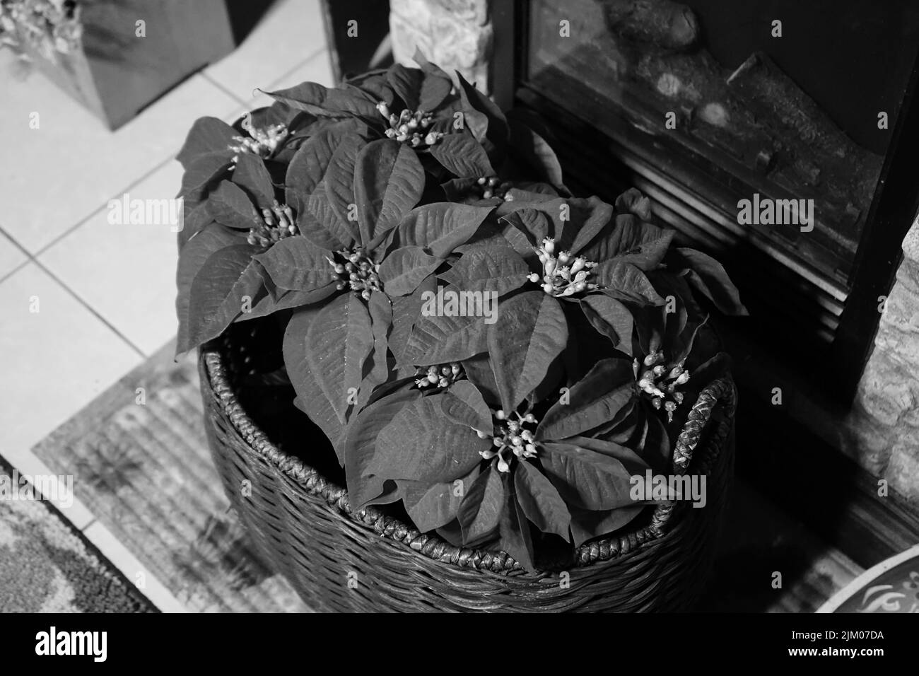 Foto in bianco e nero dei fiori di poinsettia in un cesto interno, decorazioni natalizie Foto Stock