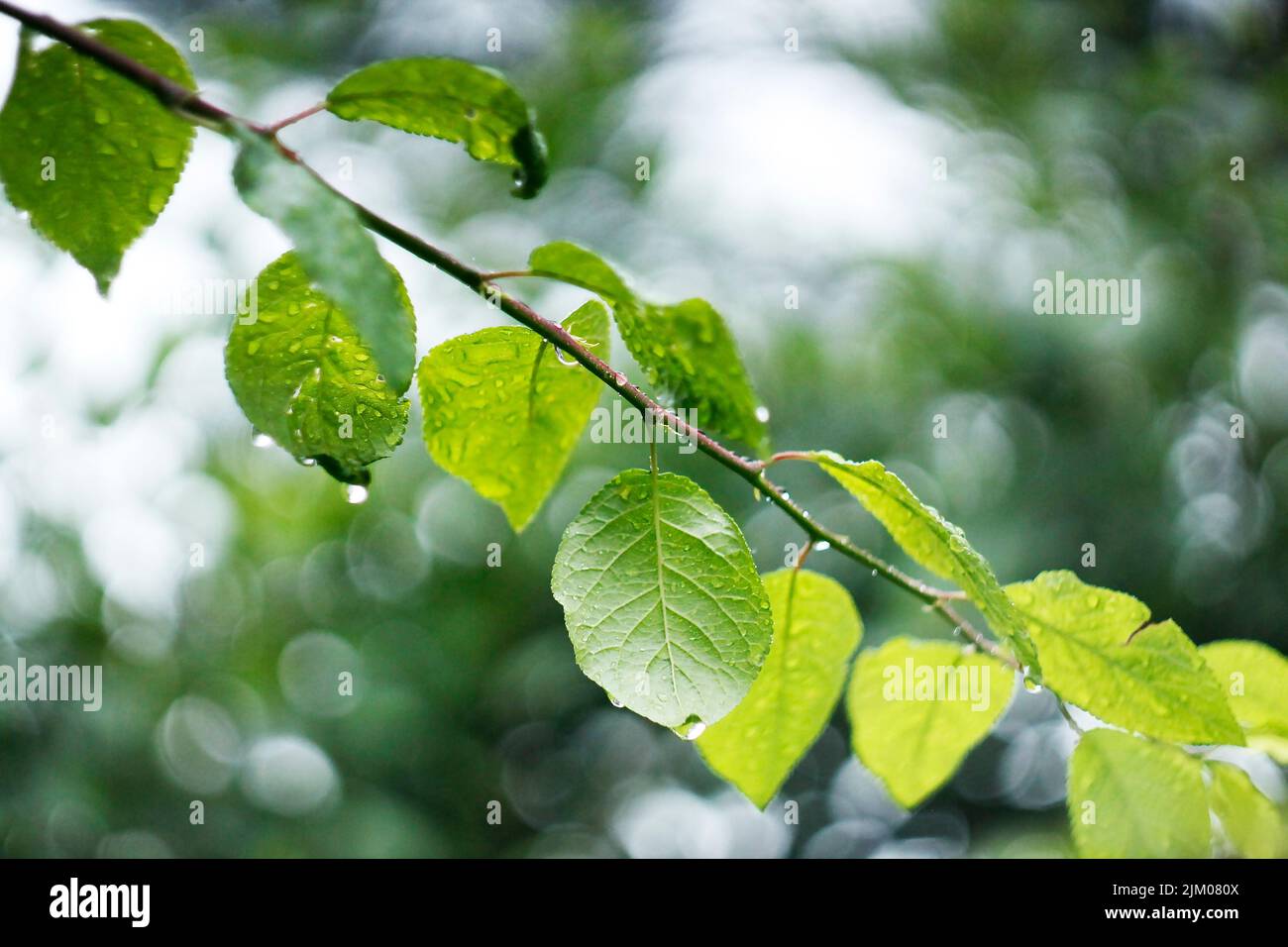 Un primo piano di goccioline d'acqua appese sulle foglie verdi Foto Stock