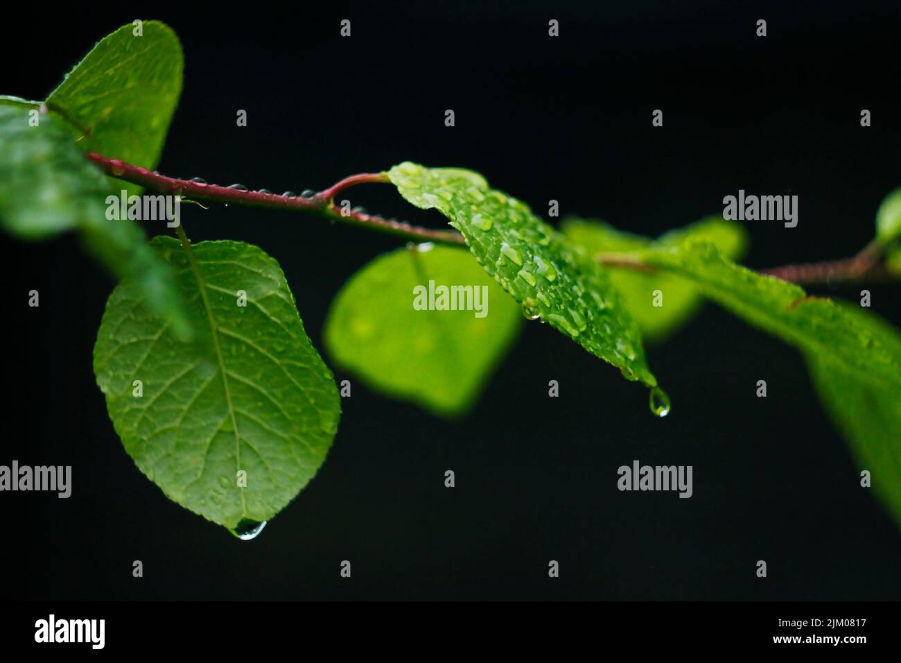 Un primo piano di goccioline d'acqua appese sulle foglie verdi Foto Stock