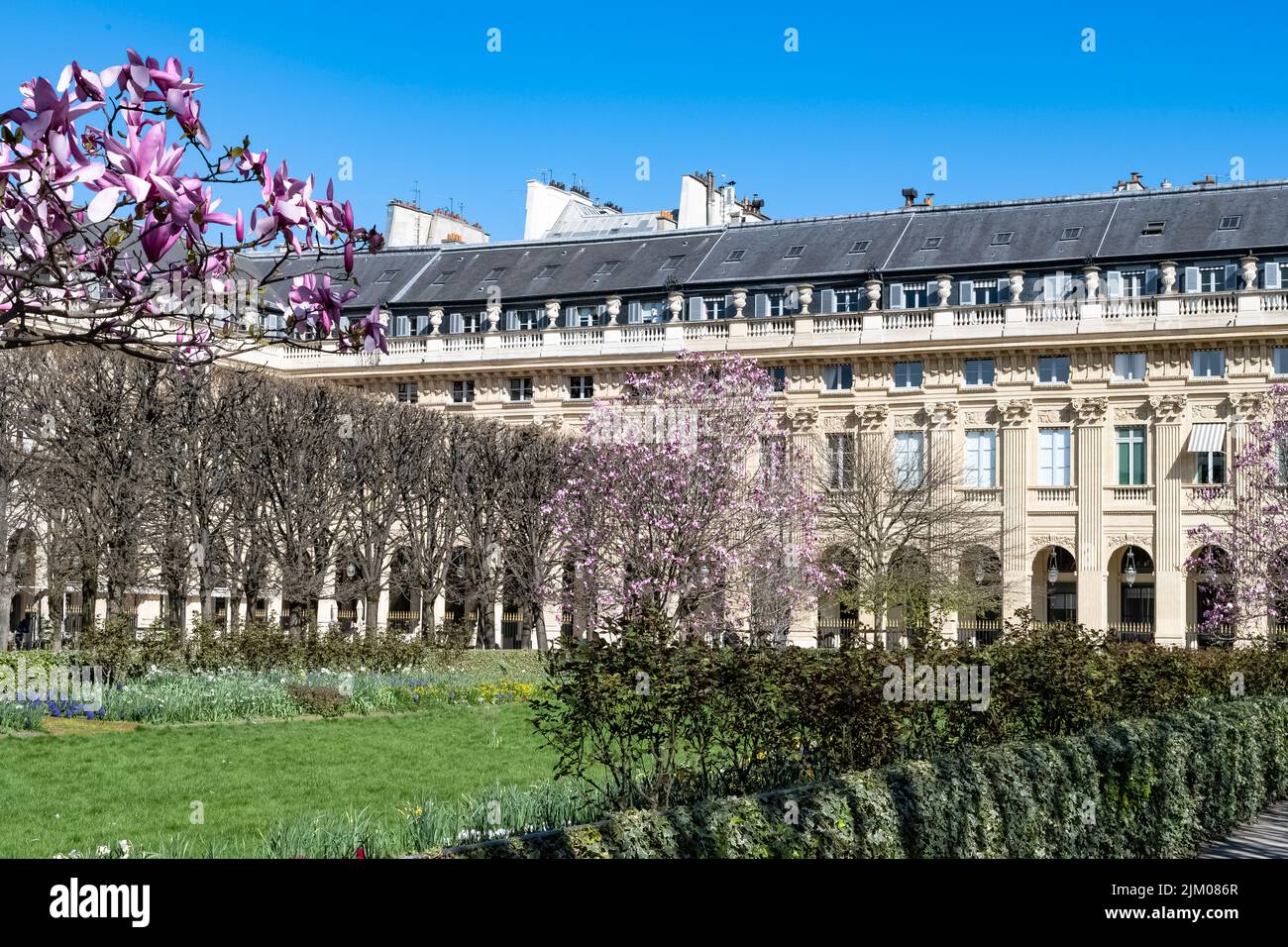 Parigi, il Palais-Royal, le magnolie rosa in fiore nel giardino Foto Stock