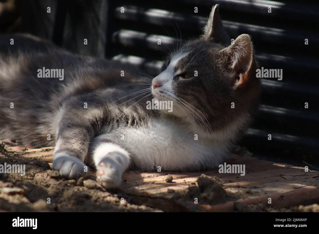 Un primo piano di un gatto stenatico europeo che si trova sul suo lato Foto Stock