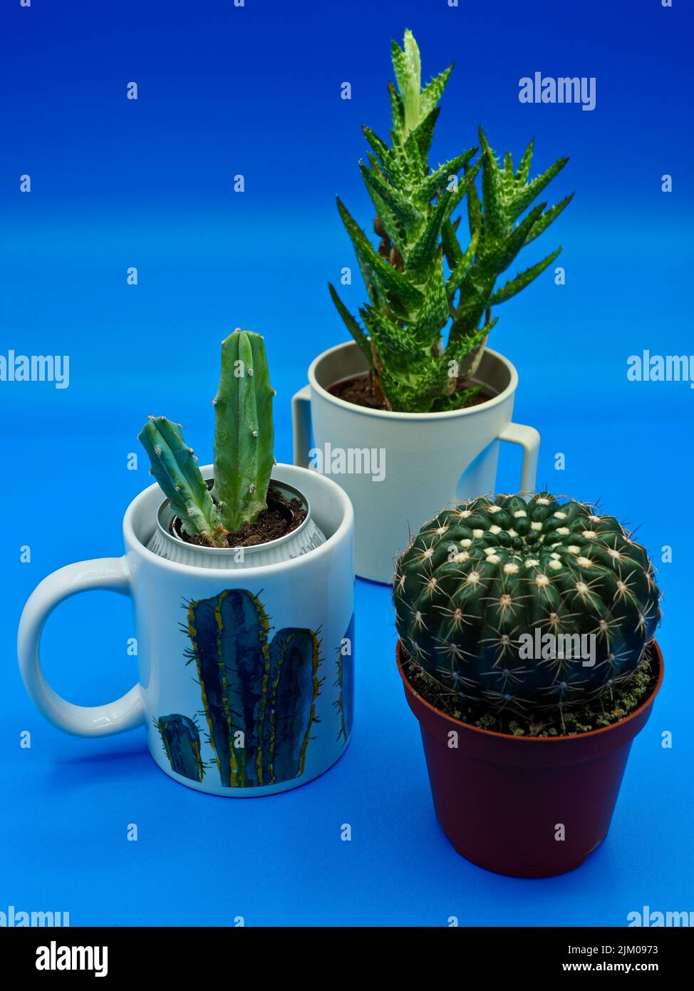 selezione ravvicinata di cactus su sfondo blu neutro Foto Stock