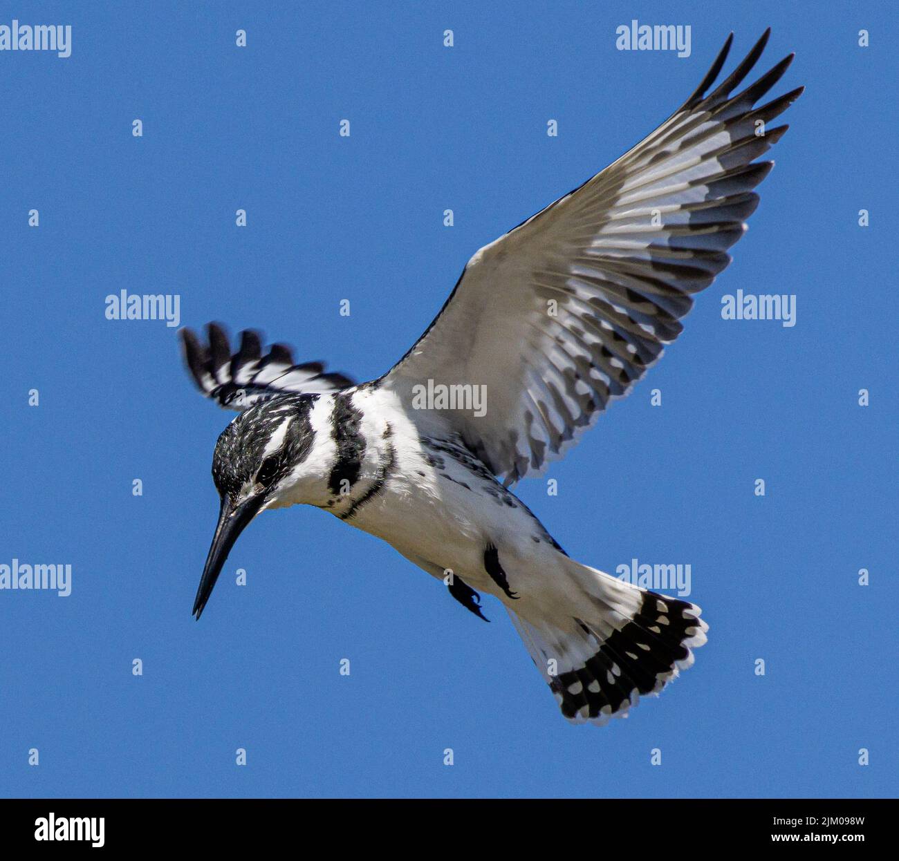 Un primo piano di un Martin pescatore piccolo piebald che vola contro un cielo blu senza nuvole in una giornata di sole Foto Stock