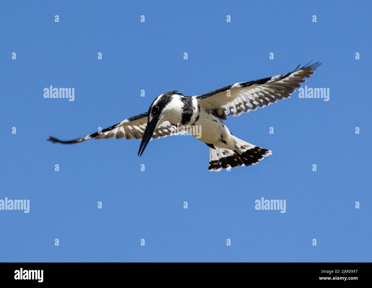 Un primo piano di un Martin pescatore piccolo piebald che vola contro un cielo blu senza nuvole in una giornata di sole Foto Stock