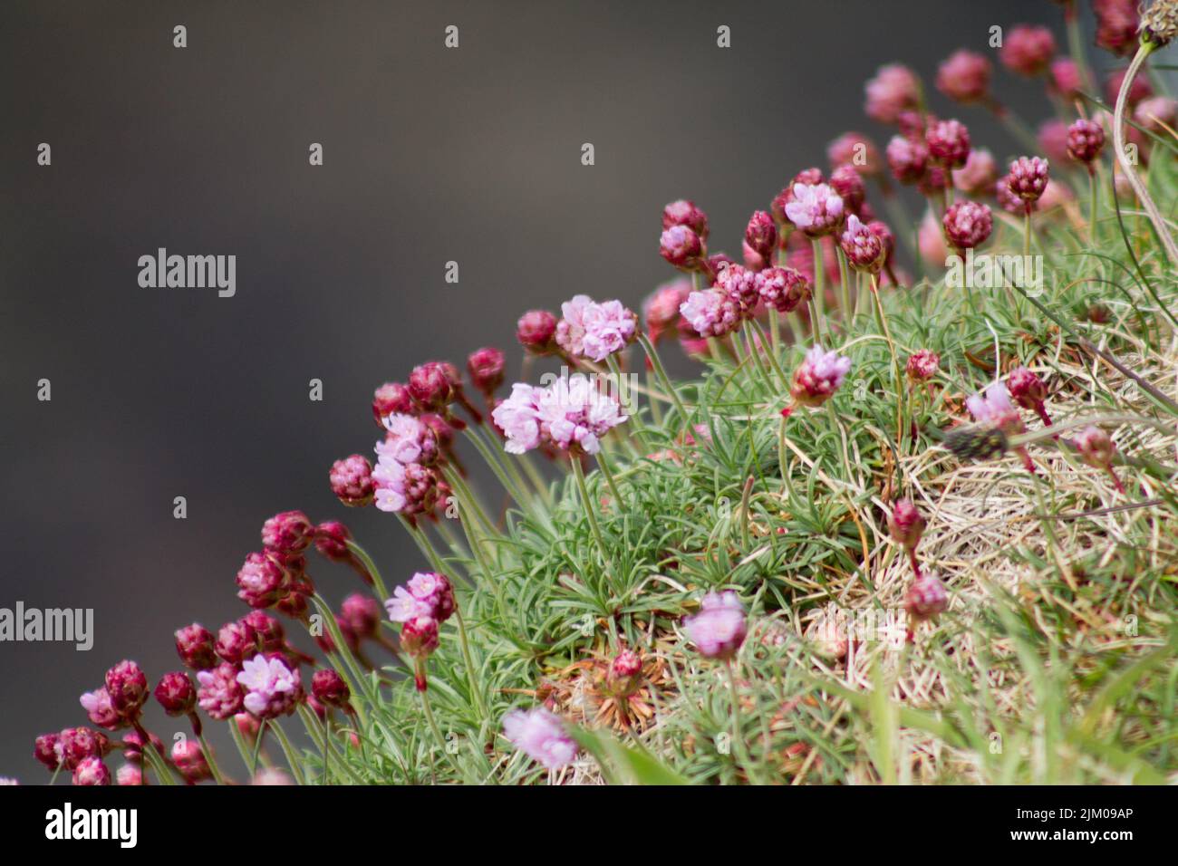 Un primo piano di piccoli fiori marini rosa Armeria che crescono su una collina verde Foto Stock