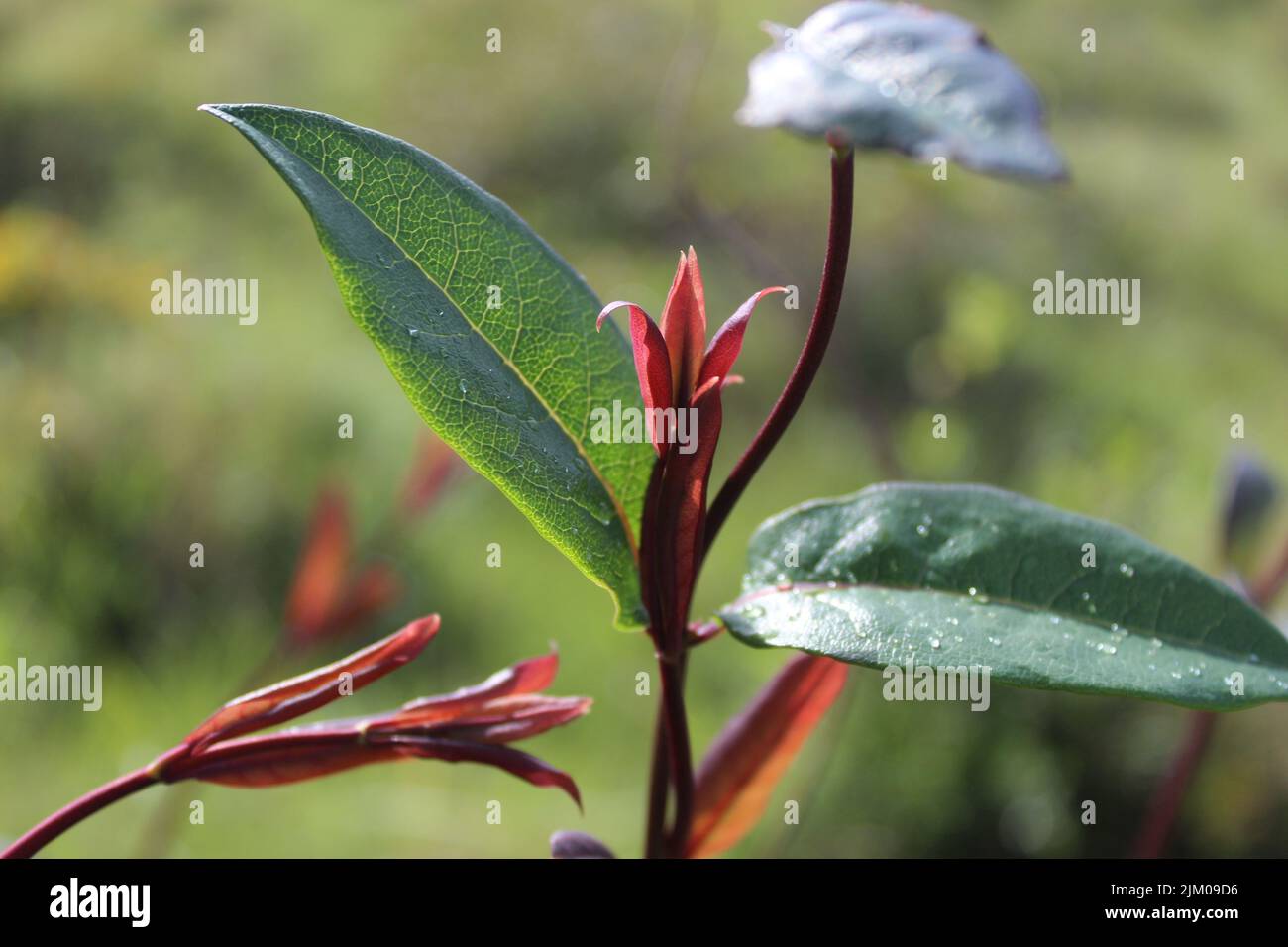 Un primo piano di un dogwood siberiano sullo sfondo sfocato Foto Stock