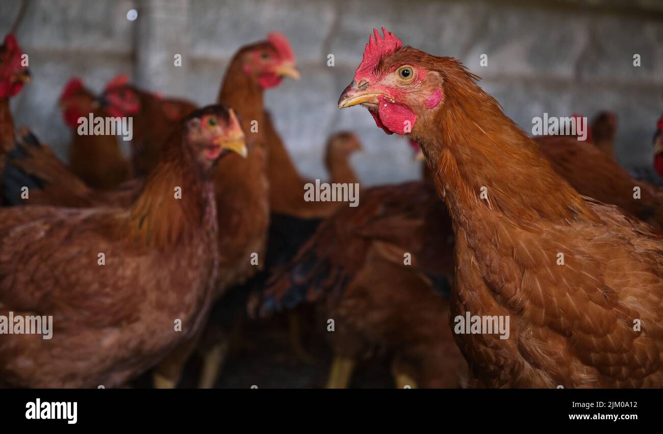 Red cockerel Rhode Island Red gallo e testa di gallina gregge di pollo casa cortile Foto Stock
