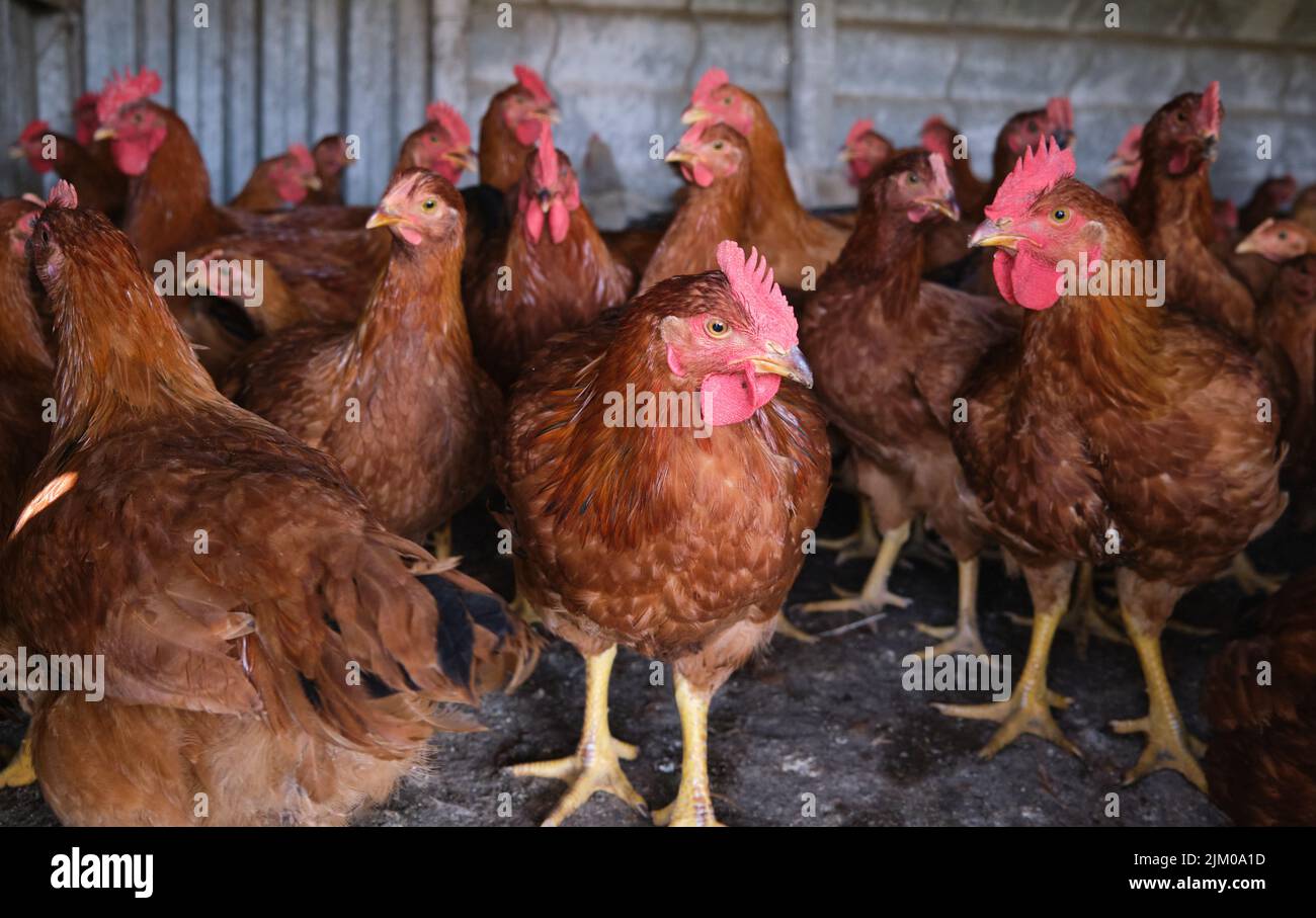 Cockerel Rhode Red polli galline pollame famiglia villaggio cortile casa Foto Stock