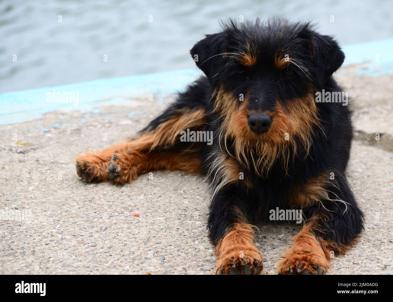 Cane abbandonato al lago in cerca di una nuova casa Foto Stock