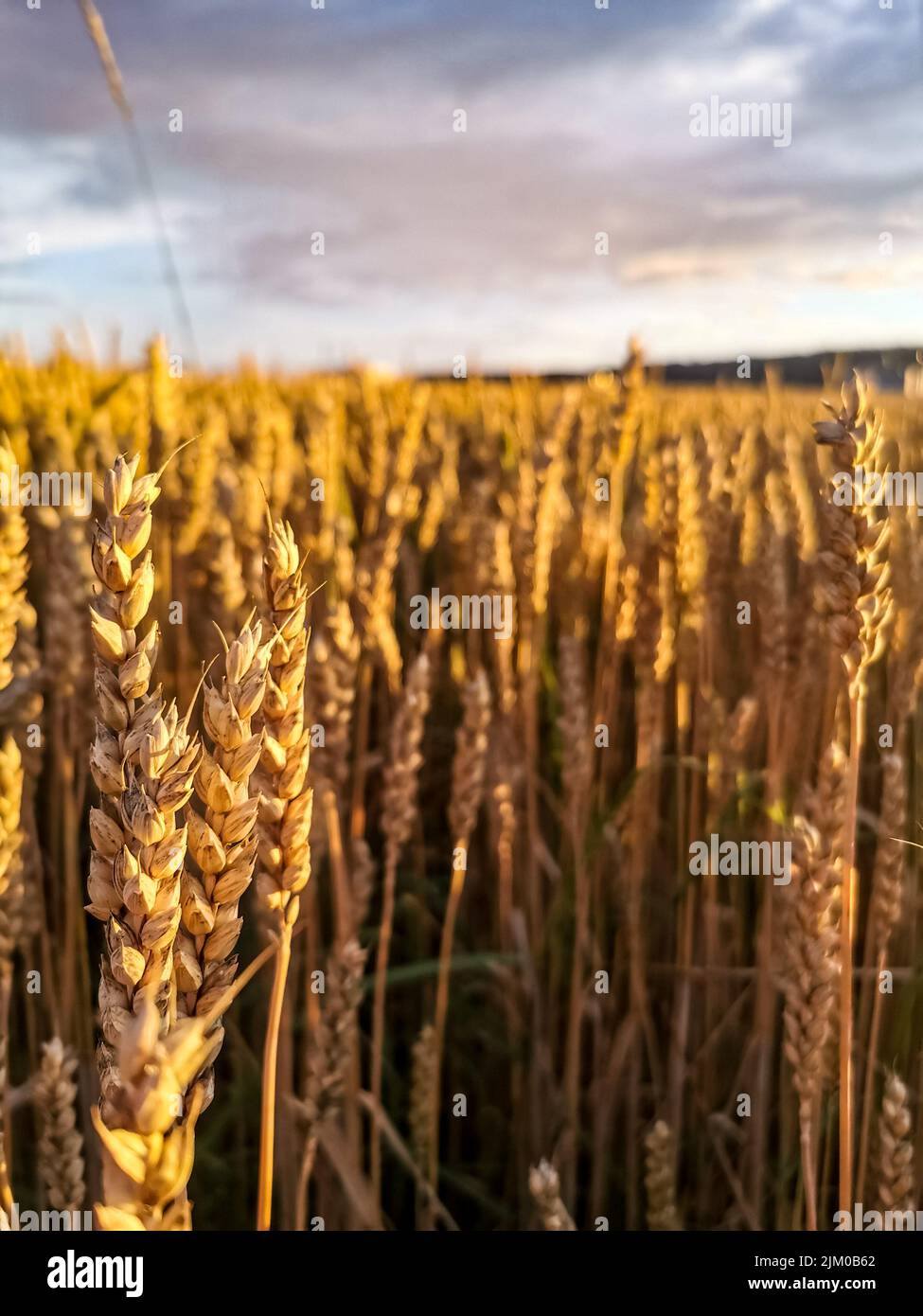 Il grano Khorasan o grano orientale, commercialmente noto come Kamut, è una specie di grano tetraploide. Foto Stock