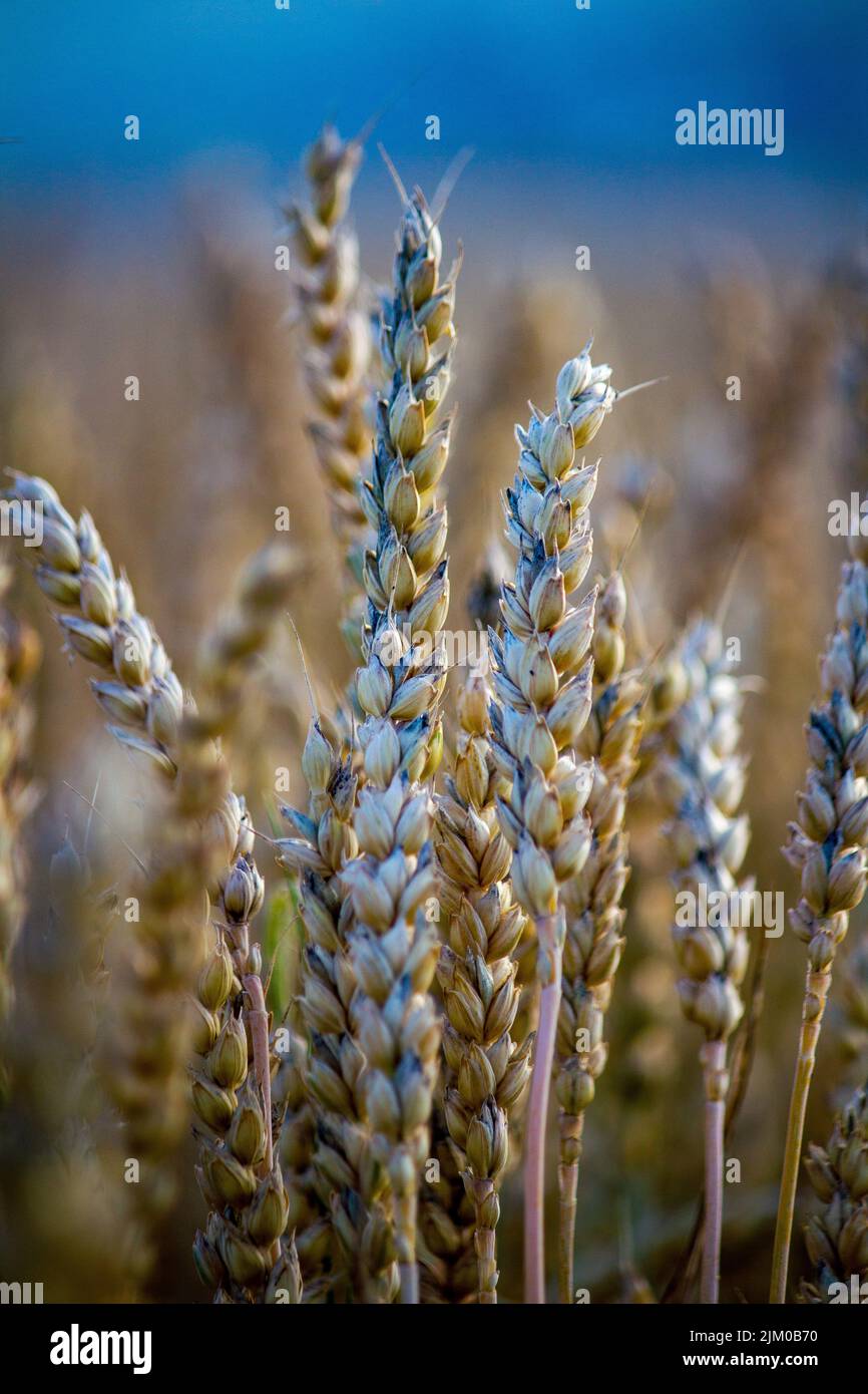 Il grano Khorasan o grano orientale, commercialmente noto come Kamut, è una specie di grano tetraploide. Foto Stock