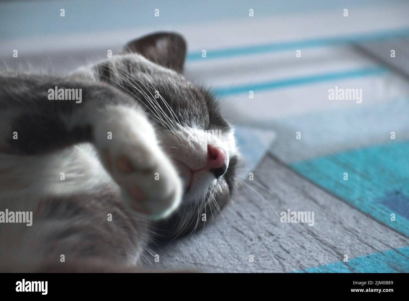 Un primo piano di un gatto grigio che dorme pacificamente su un letto Foto Stock