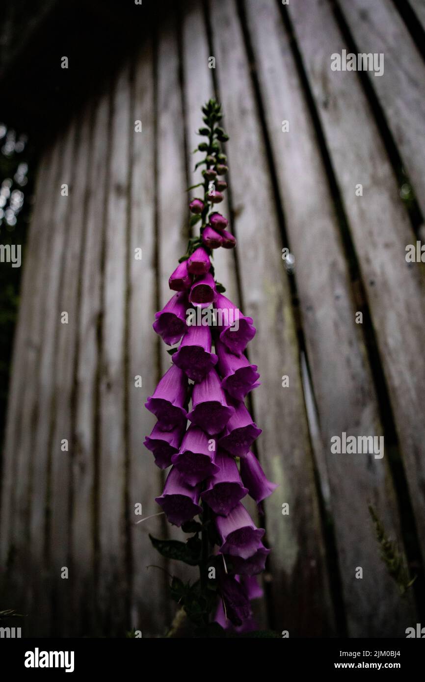 Un tiro a basso angolo del guanto di Lady fiori viola contro una parete di legno linea grunge Foto Stock