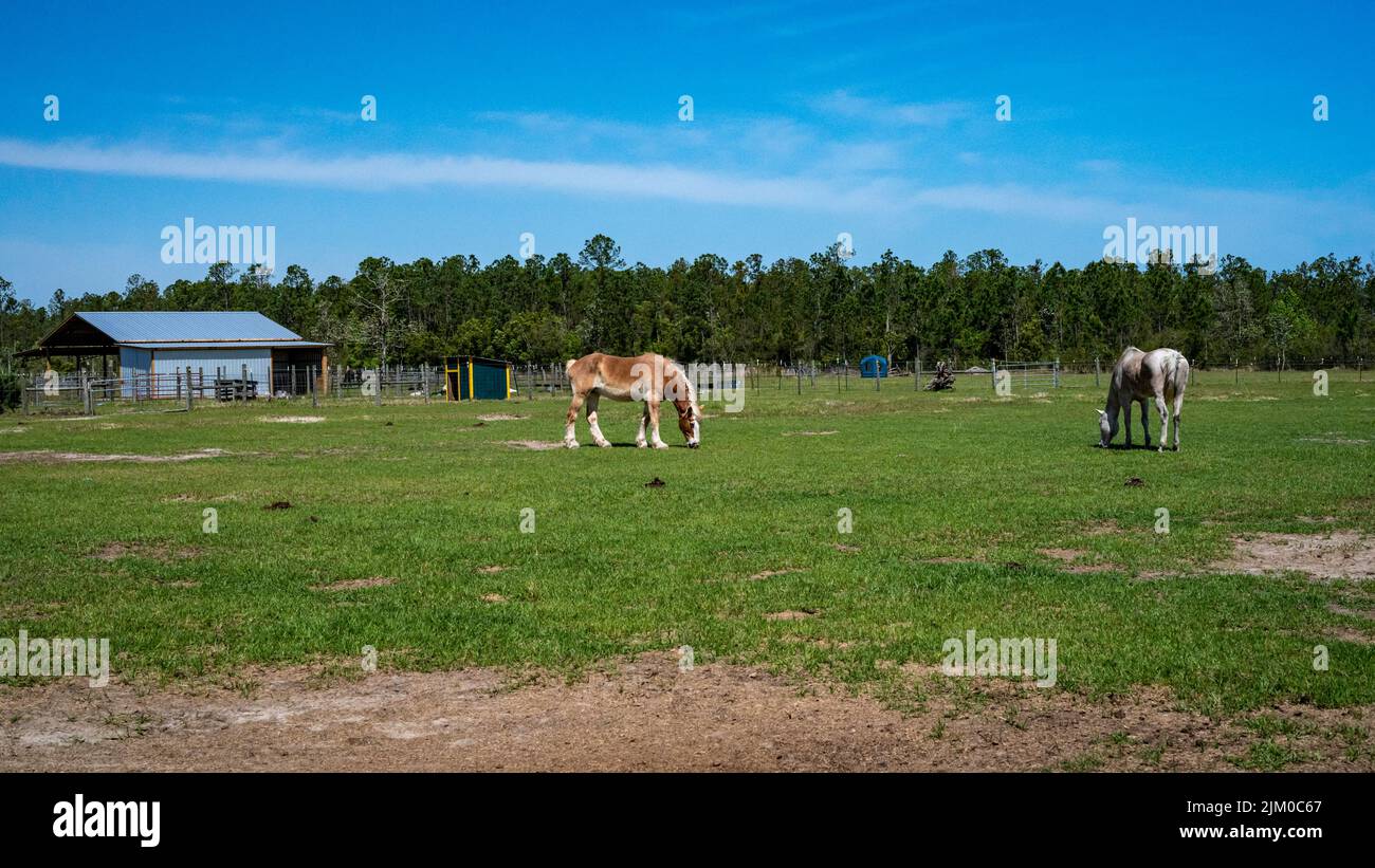 Due bellissimi cavalli che pascolano erba verde fresca in un prato in una giornata di sole Foto Stock