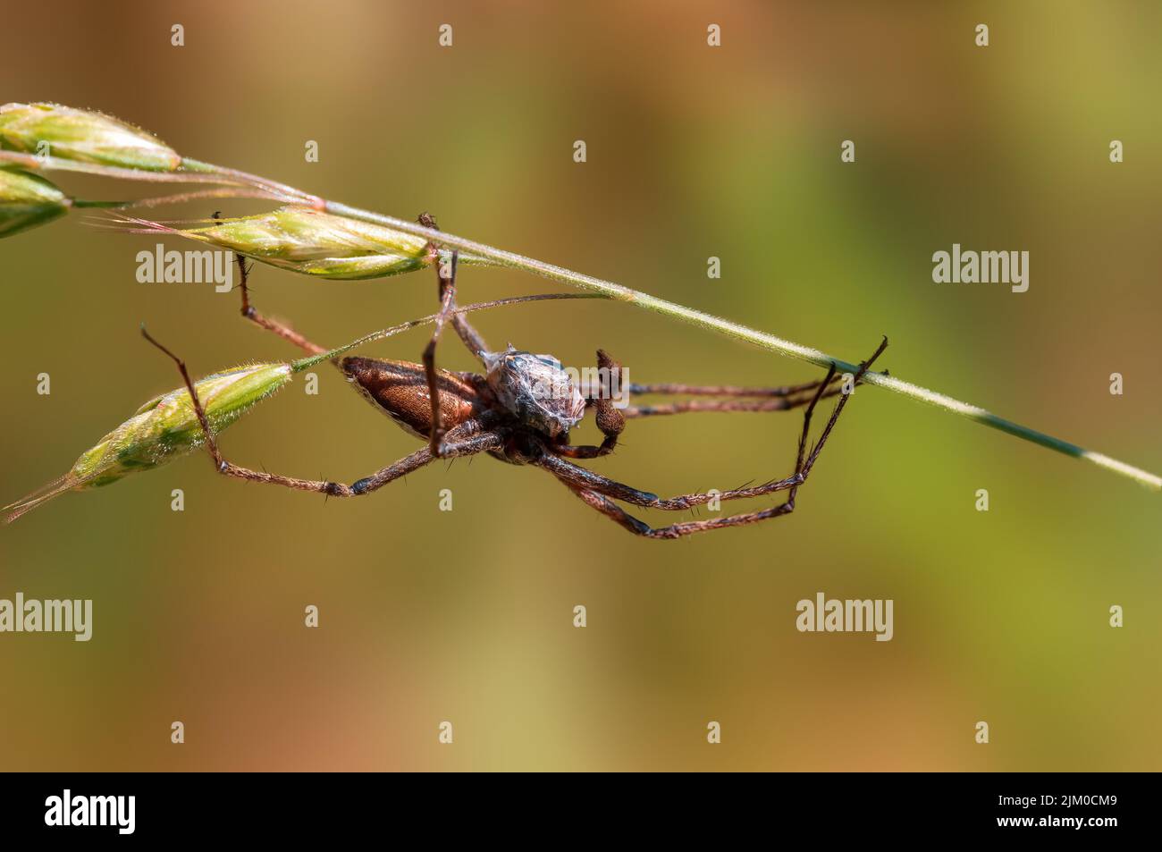 un ragno predatorio con la preda come regalo nuziale Foto Stock