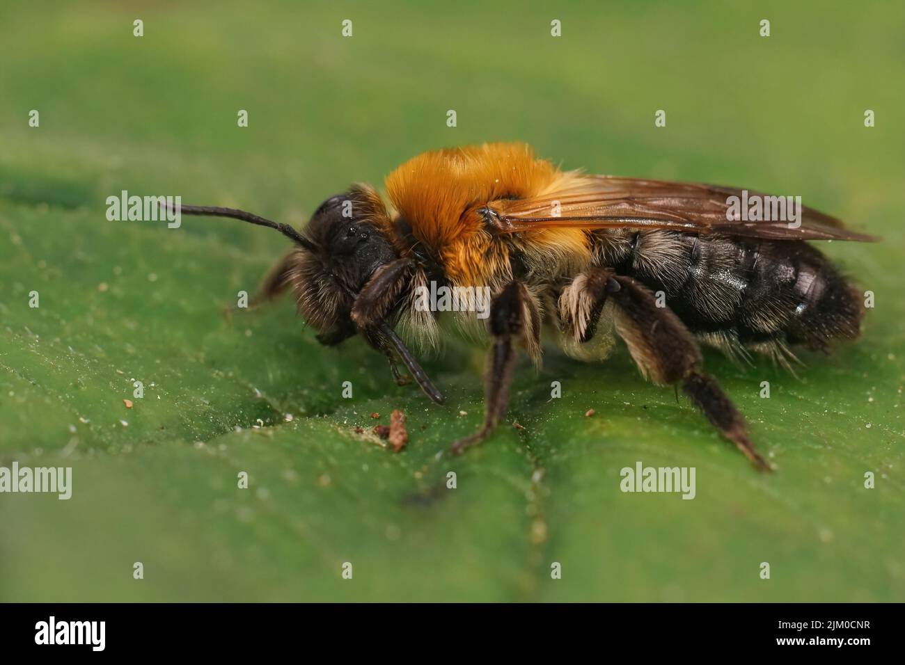 Primo piano su una colorata femmina Gray-patched ape mineraria, Andrena nitida che taglia la sua antenna, seduto su una foglia verde Foto Stock