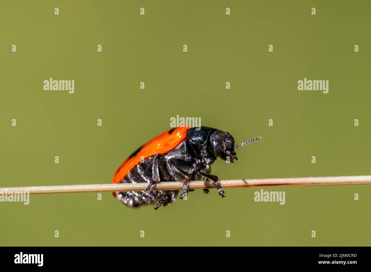 un coleottero di sacco di formica si siede su un fusto in un prato Foto Stock