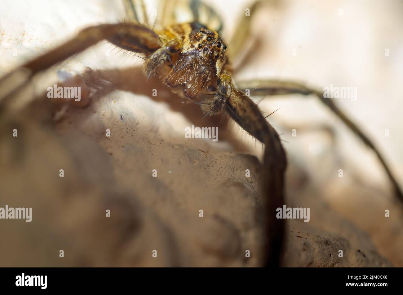 un ragno predatore aspetta la sua preda Foto Stock