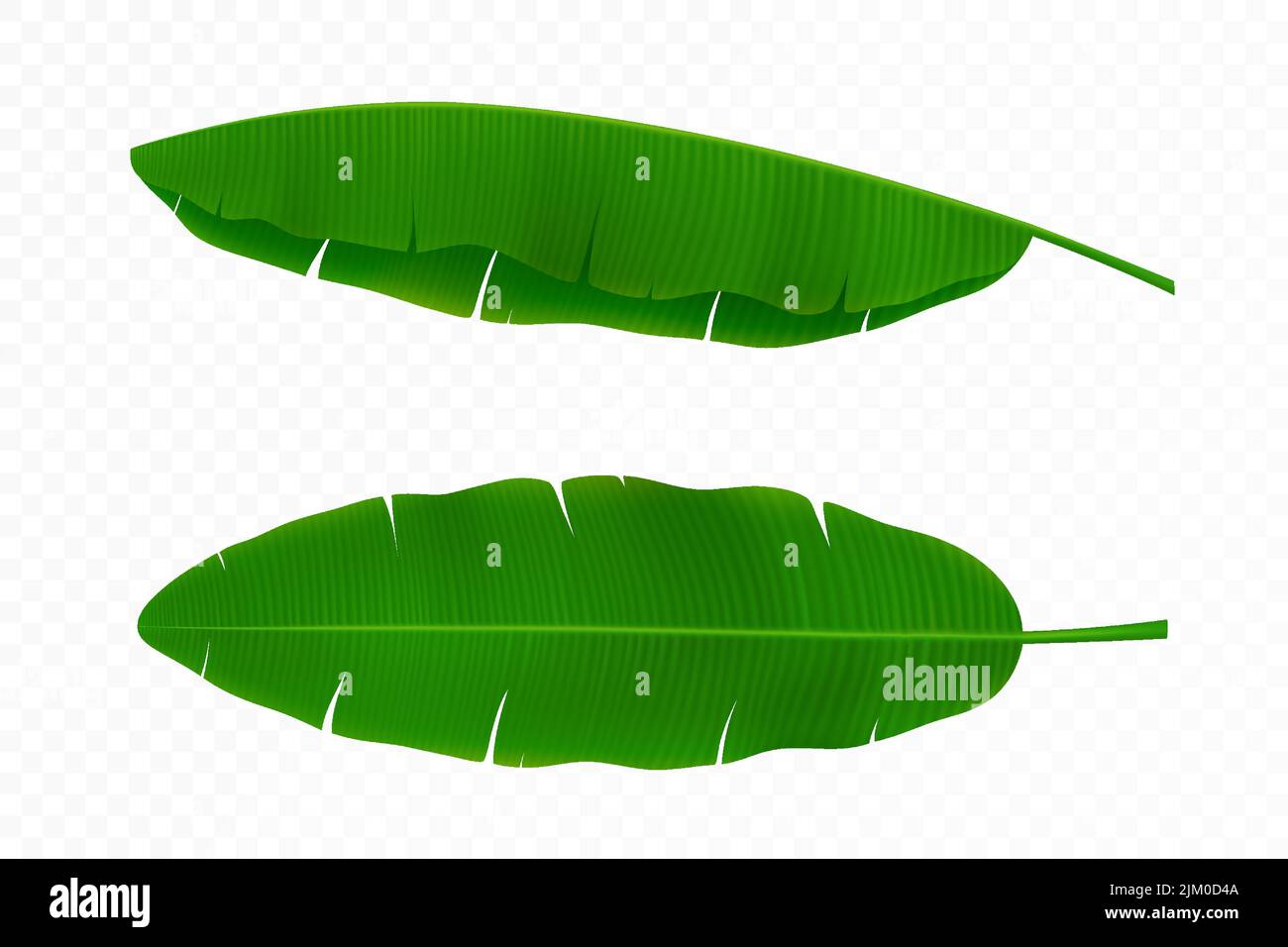 Verde brillante fronde curve di banana palma, isolato su sfondo bianco. Tema tropicale. Design grafico a colori per stampa, motivo o cartolina. D Illustrazione Vettoriale