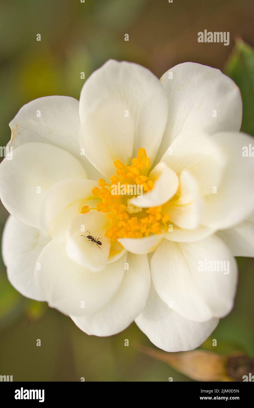 Un primo piano verticale di una formica su un fiore bianco magnolia in fiore Foto Stock