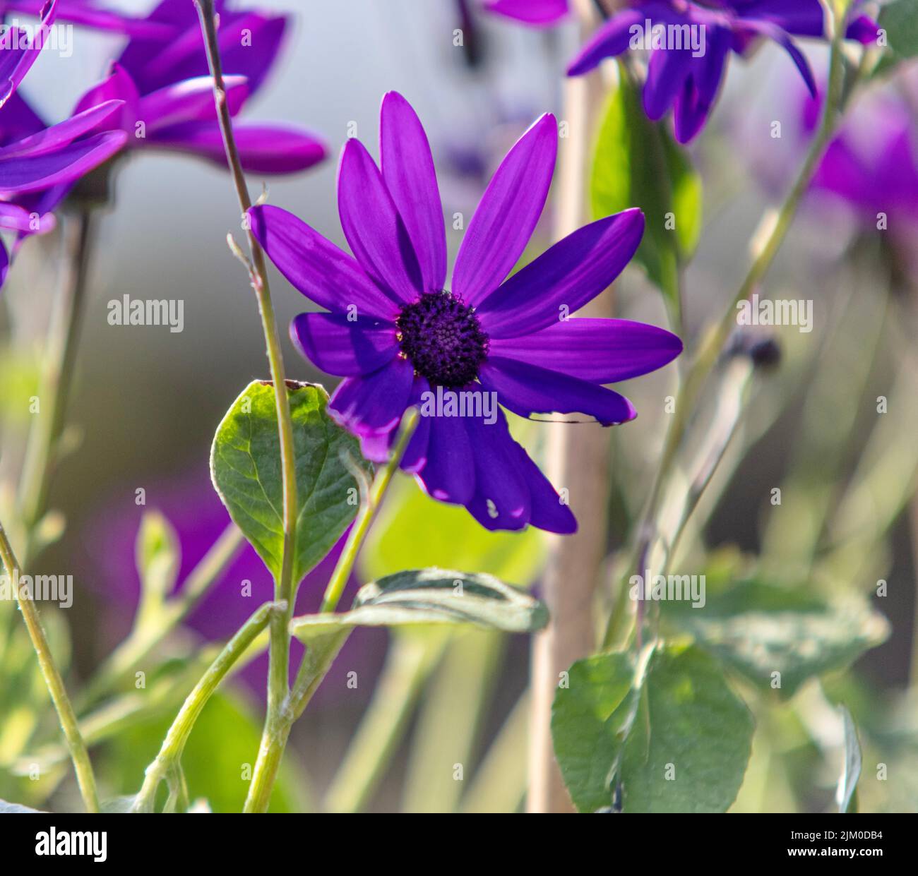 Un primo piano di una margherita viola che cresce nel giardino su uno sfondo sfocato Foto Stock