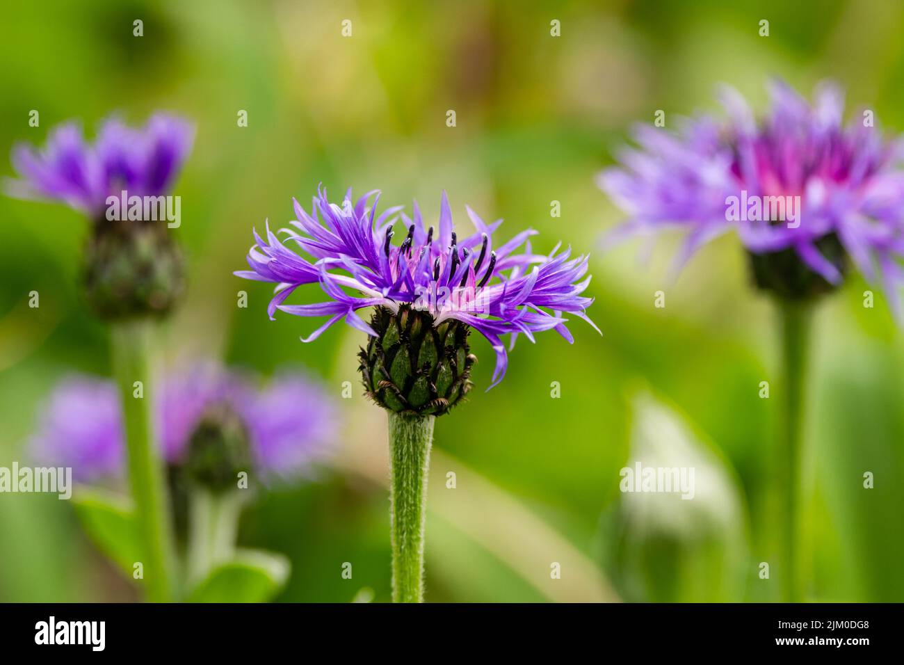 Un primo piano di fiori di cardo viola fiorente su un campo Foto Stock