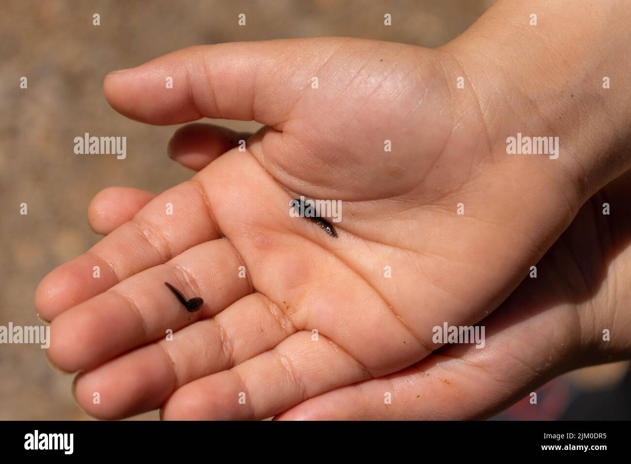 I due tadpoli (Trichobatrachus robustus) in mano al bambino Foto Stock I due tadpoli (Trichobatrachus robustus) in mano al bambino Foto Stock