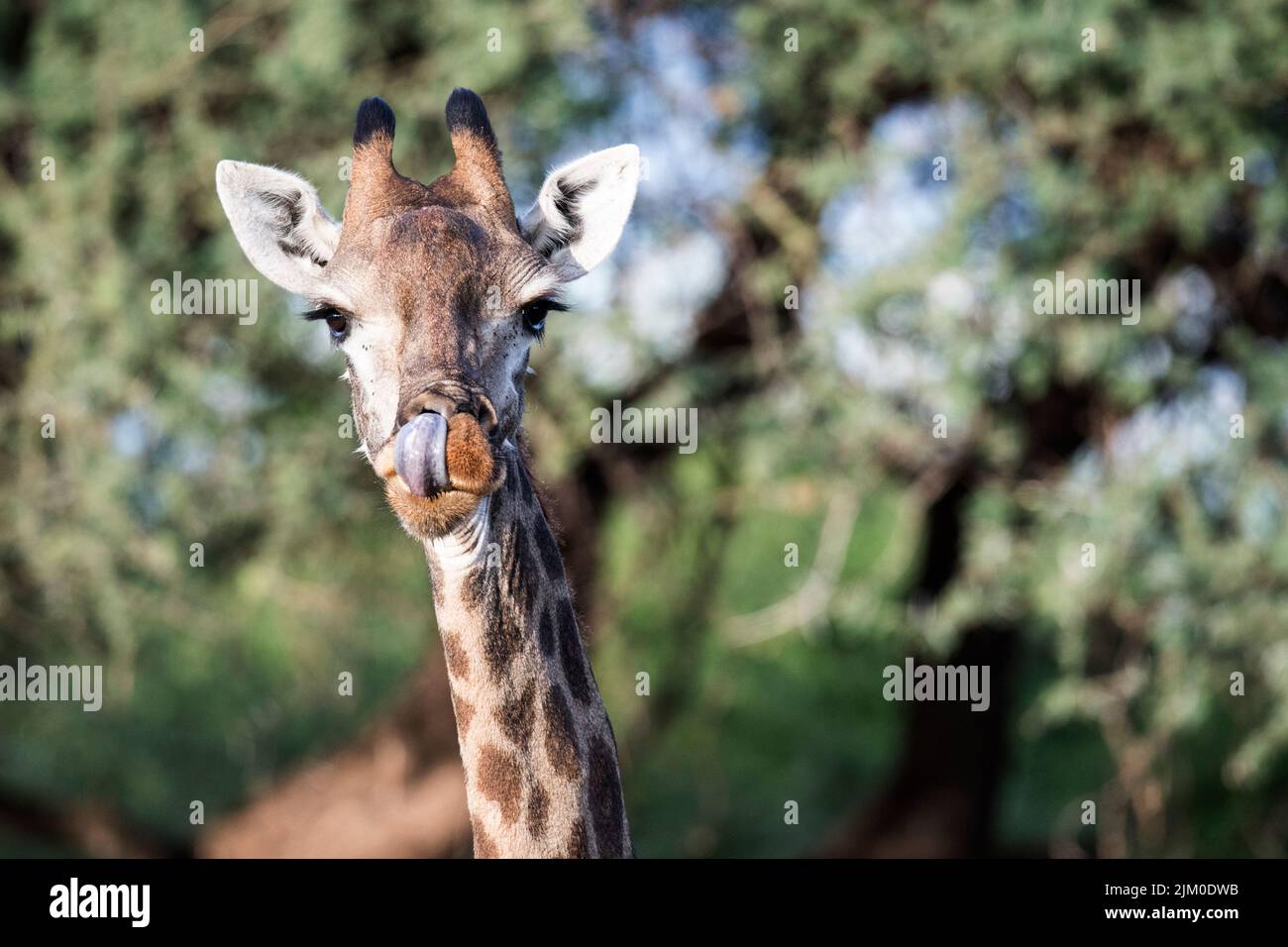 Un primo piano di una giraffa leccando il naso e guardando dritto la macchina fotografica Foto Stock