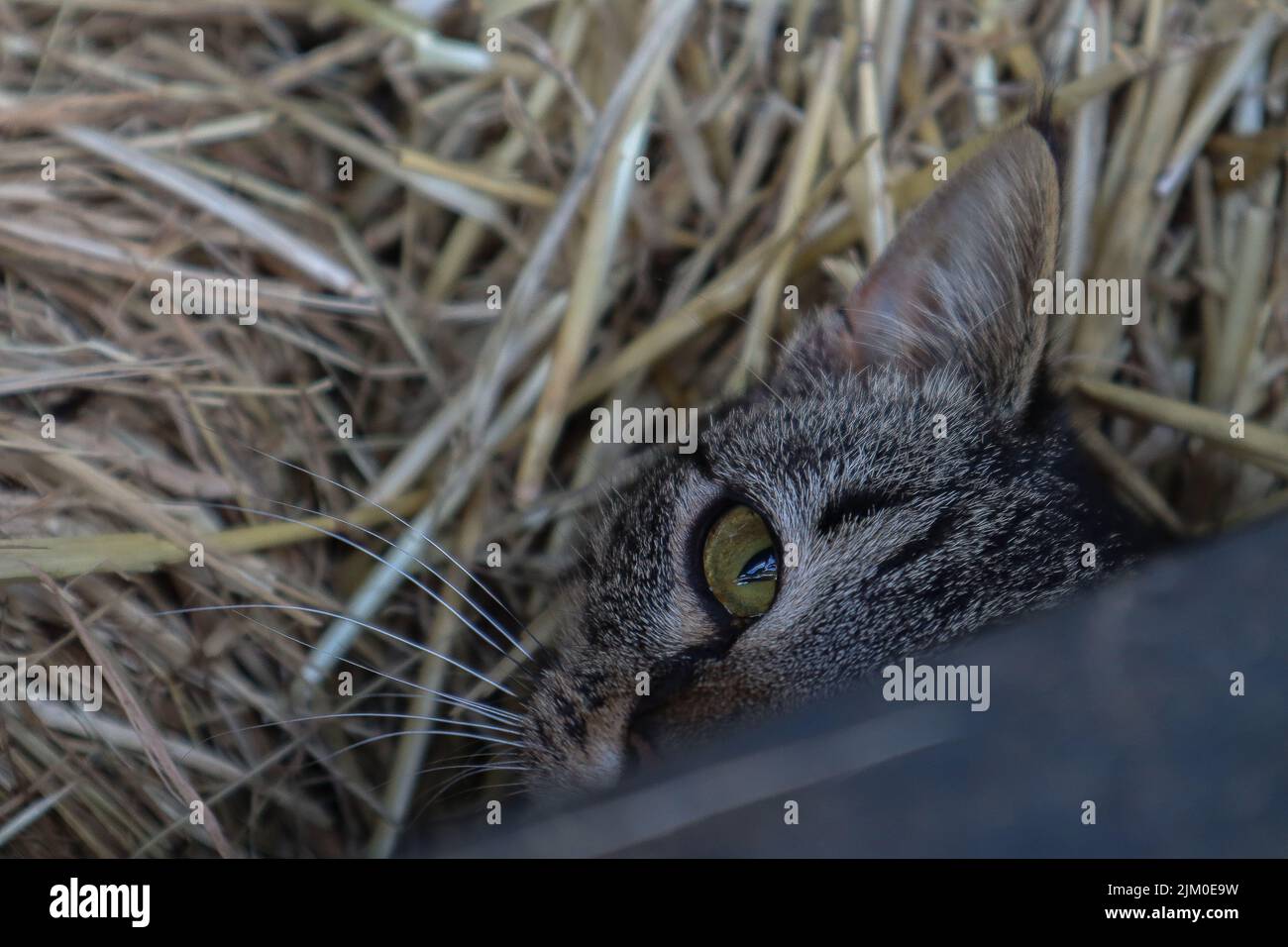 Un primo piano di metà della faccia di un gatto con gli occhi verdi sull'erba secca Foto Stock