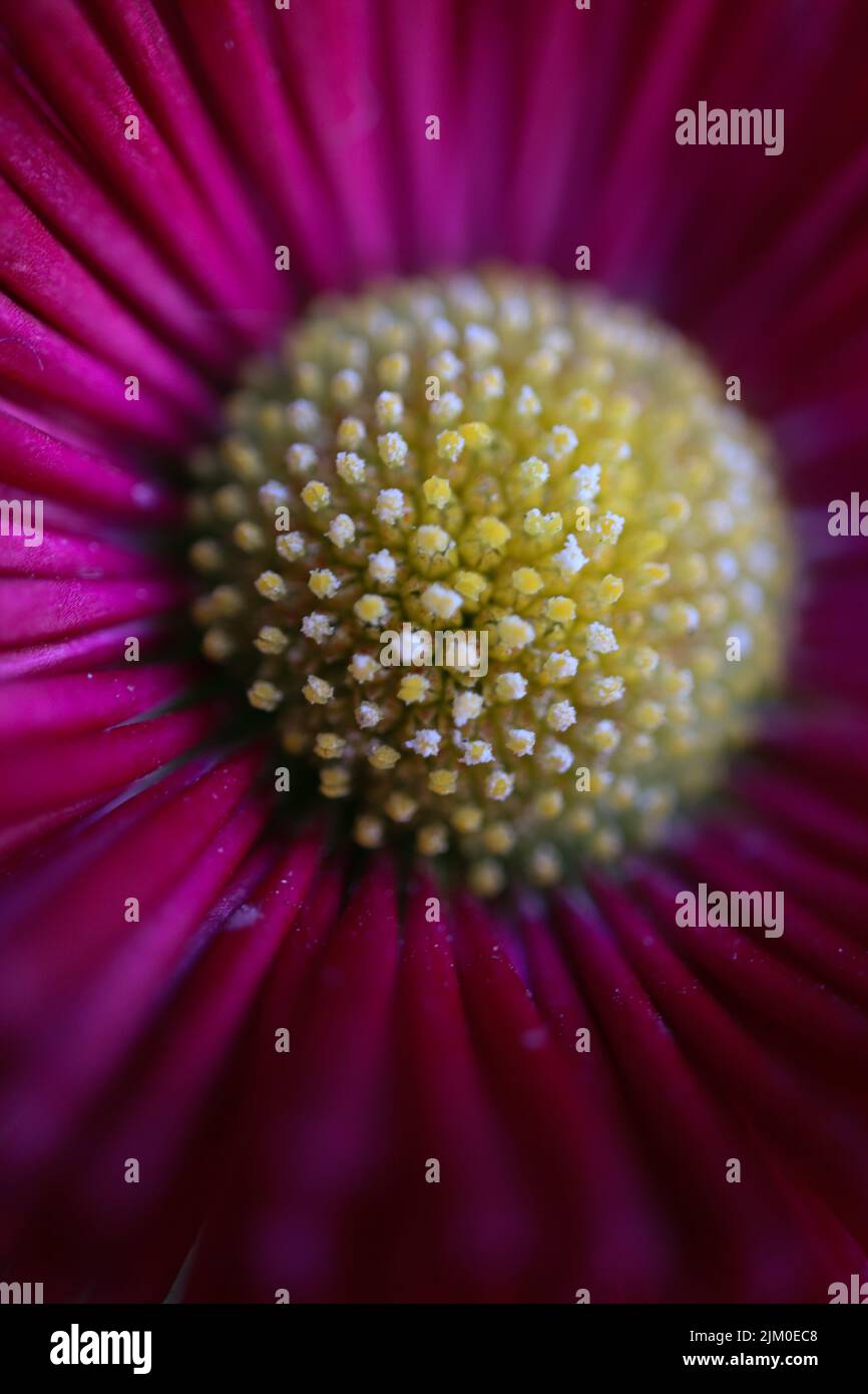 Un primo piano verticale di dettagli sul carpal di una margherita rosa Foto Stock