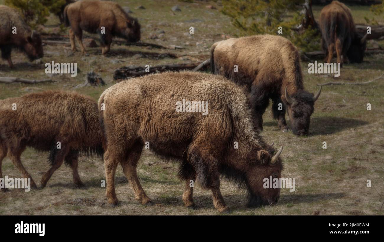 Un gruppo di soffici bufali bruni a Yellowstone Foto Stock Un gruppo di soffici bufali bruni a Yellowstone Foto Stock
