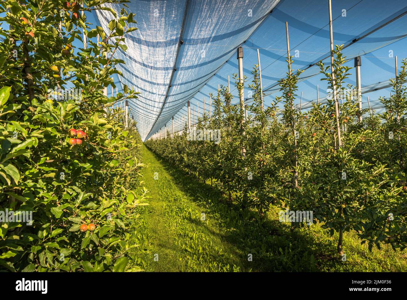 Frutteto di mele con rete anti-grandine, Kressbronn am Bodensee, Baden-Wuerttemberg, Germania Foto Stock