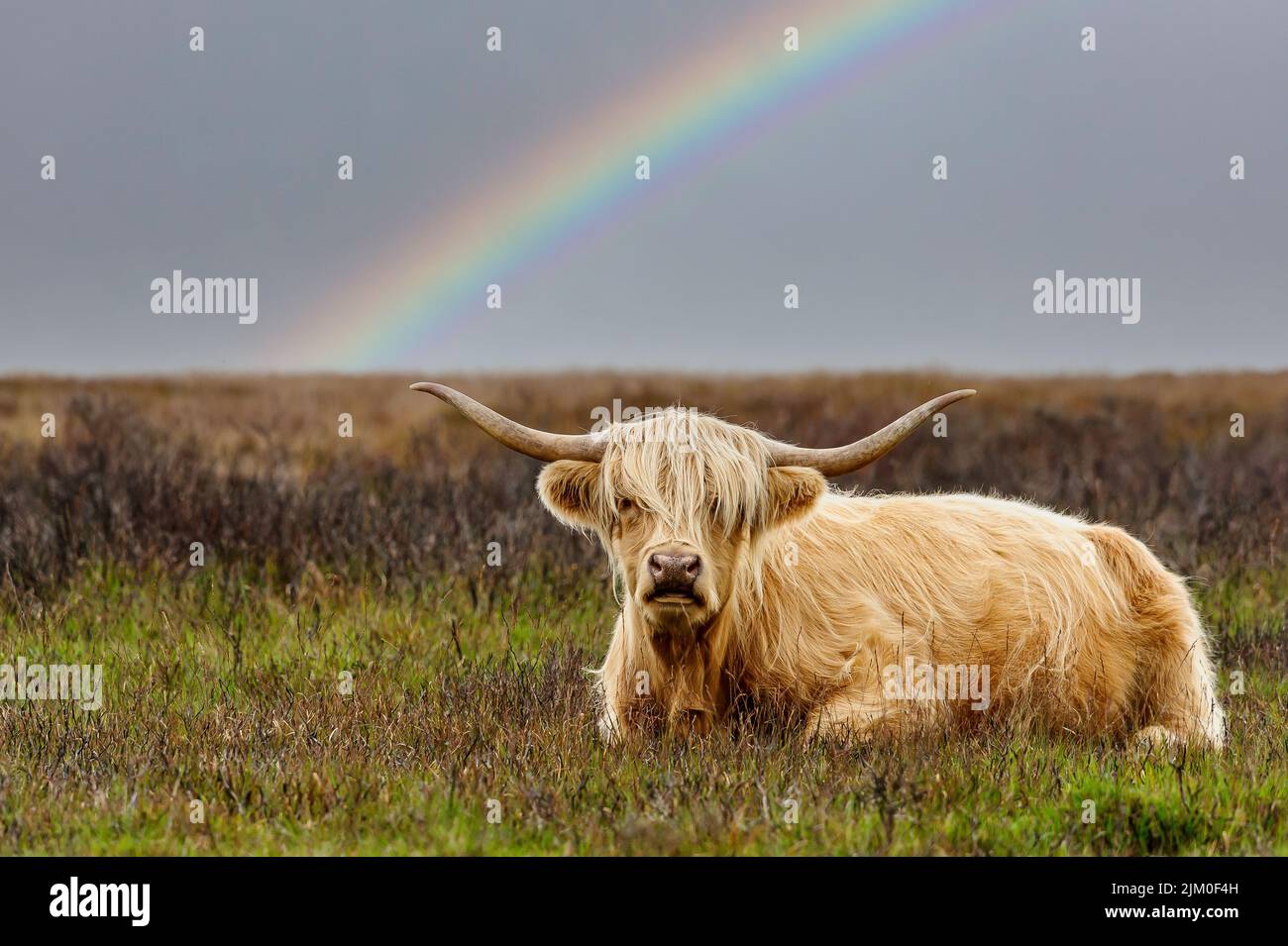 Exmoor Highland Cow Foto Stock