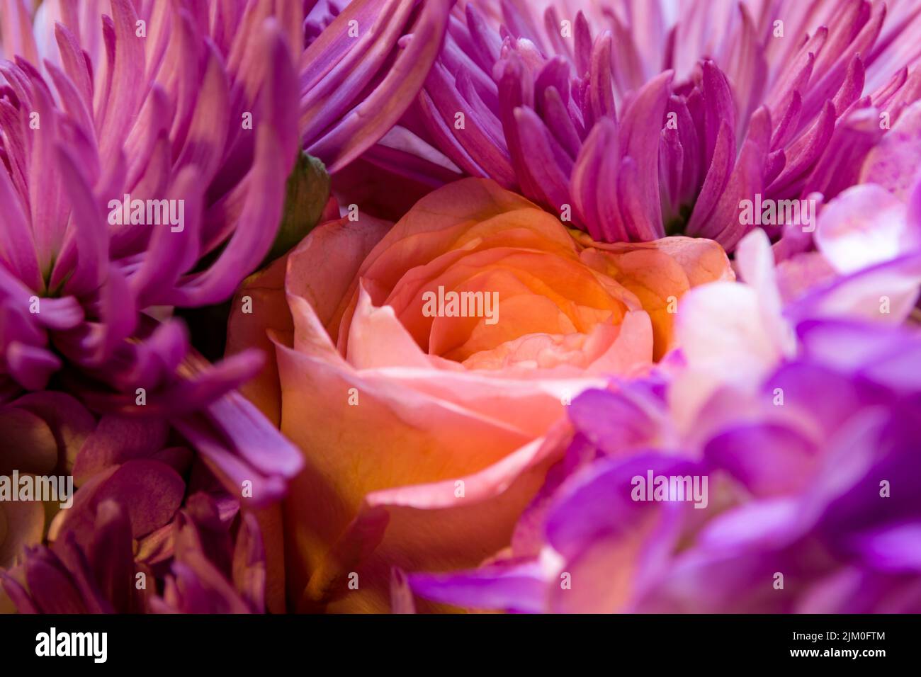 Un primo piano di un bel giardino rosa e fiori di crisantemo viola Foto Stock