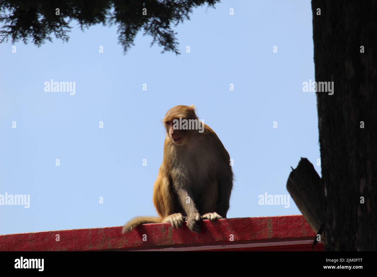 Il macaco barbaro (macaca sylvanus) contro il cielo blu Foto Stock