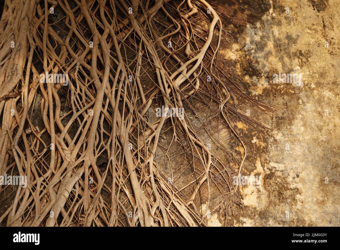 Una bella vista della radice di un albero baniano che sale sopra un vecchio edificio abbandonato in una giornata di sole Foto Stock