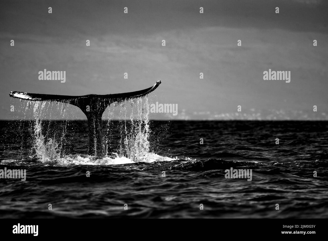 La coda di una megattera, sollevamento chiaro dall'acqua mentre la balena trattenuto in posizione, racconto ripetutamente slapping l'acqua per quasi un minuto Foto Stock