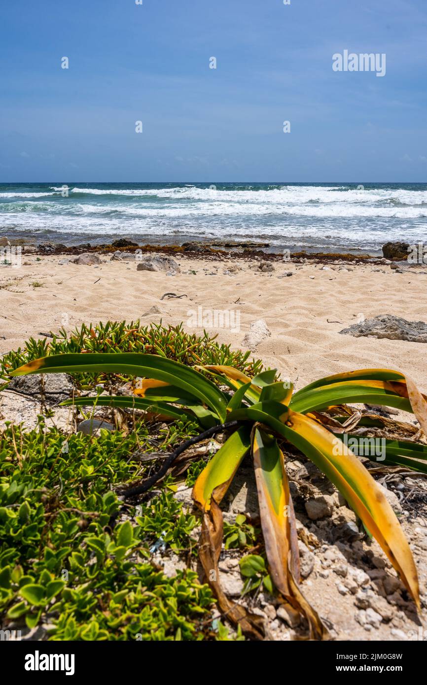 Uno scatto verticale di una spiaggia soleggiata con piante verdi sullo sfondo del mare Foto Stock