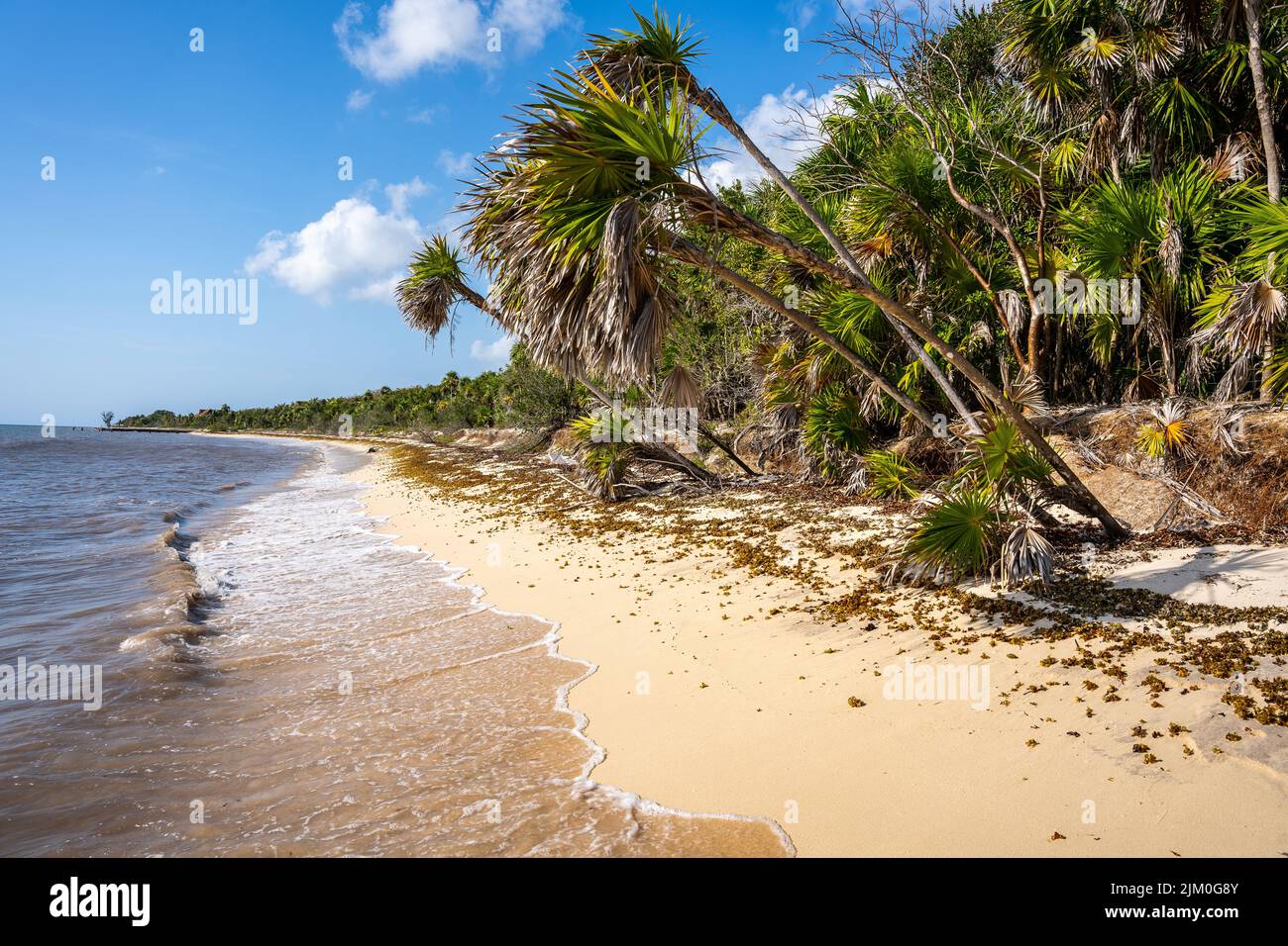 Una spiaggia soleggiata con piante verdi sullo sfondo del mare Foto Stock