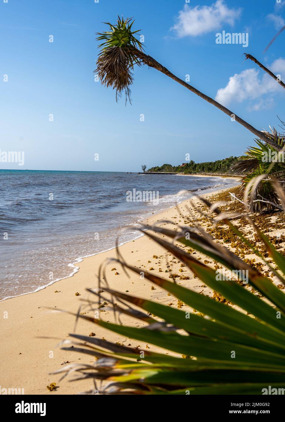 Uno scatto verticale di una spiaggia soleggiata con piante verdi sotto un cielo blu Foto Stock
