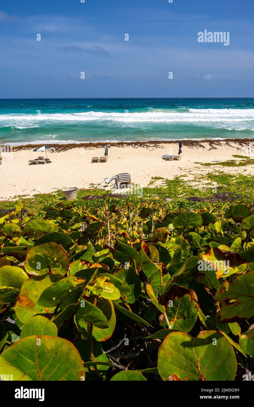 Uno scatto verticale di una spiaggia soleggiata con piante verdi sullo sfondo del mare Foto Stock