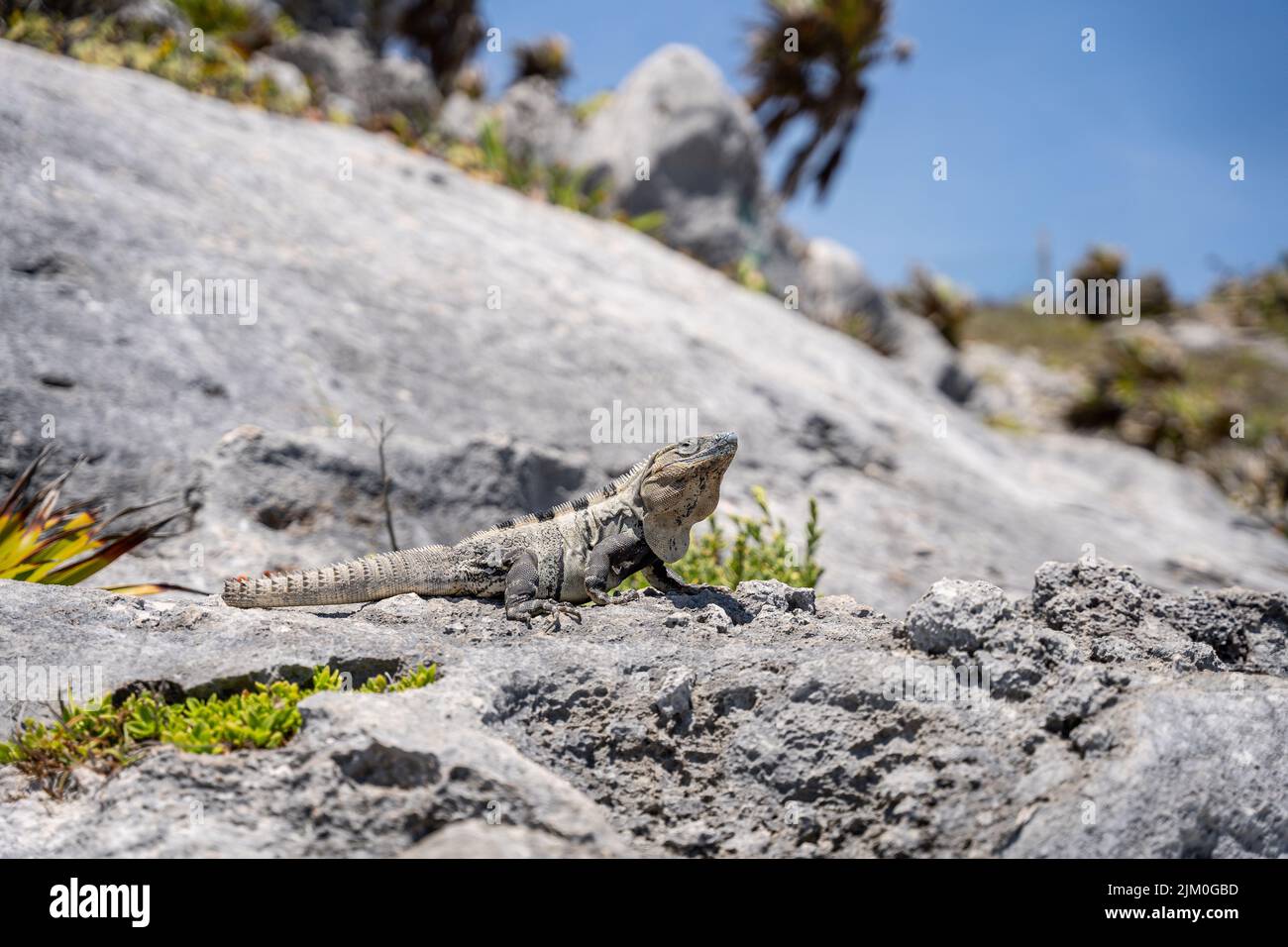 Un primo piano di una lucertola sulle rocce di una spiaggia Foto Stock