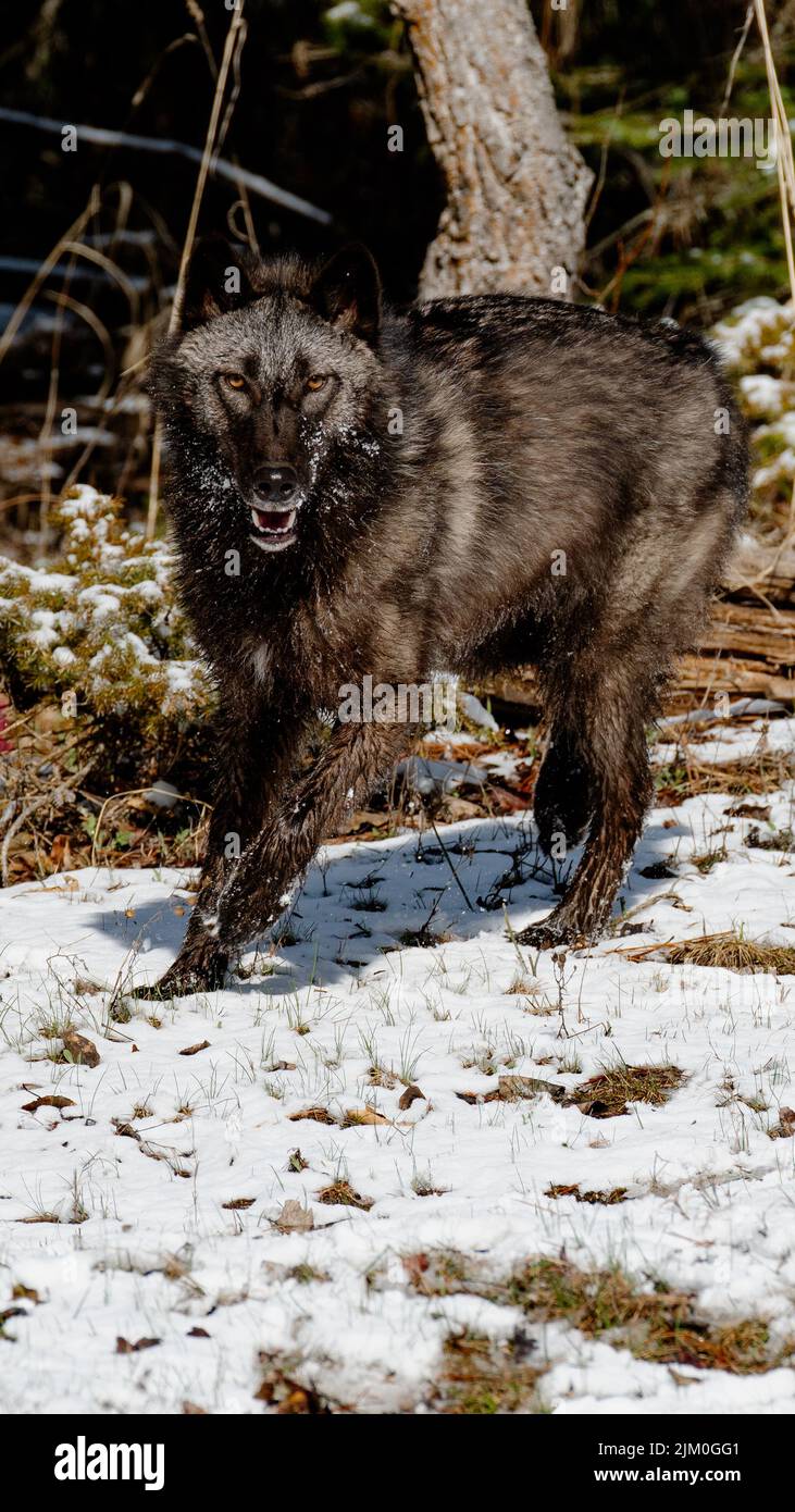 Un primo piano verticale di un Canis lupus pambasileus in una foresta innevata in una fredda giornata invernale Foto Stock
