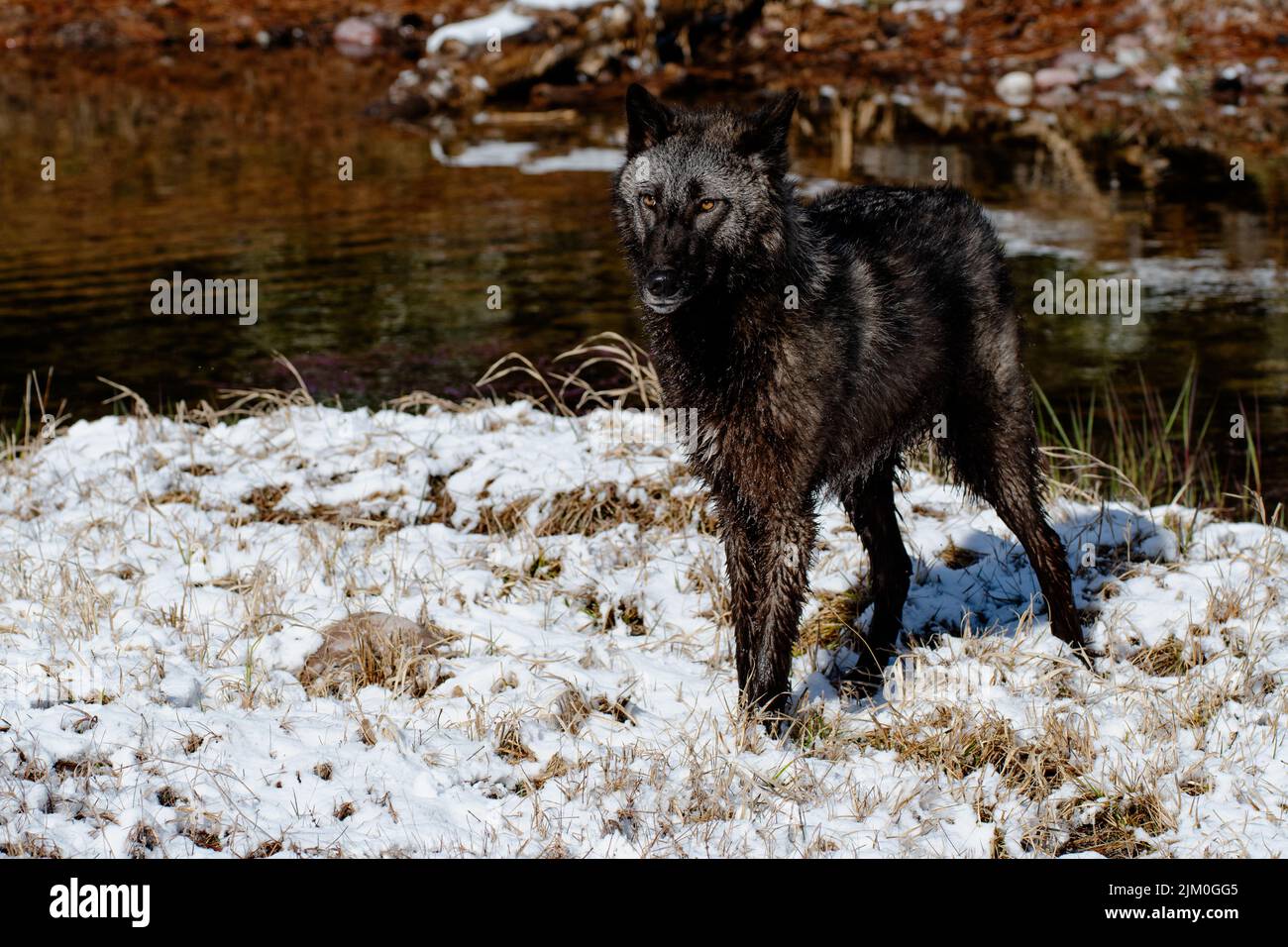 Un primo piano di un Canis lupus pambasileus in una foresta innevata in una fredda giornata invernale Foto Stock