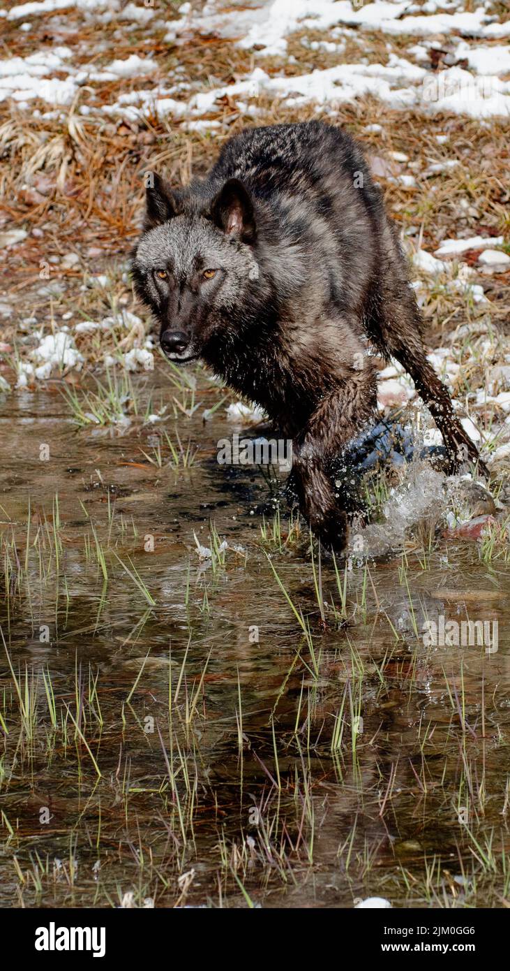 Un primo piano verticale di un Canis lupus pambasileus in una foresta innevata in una fredda giornata invernale Foto Stock