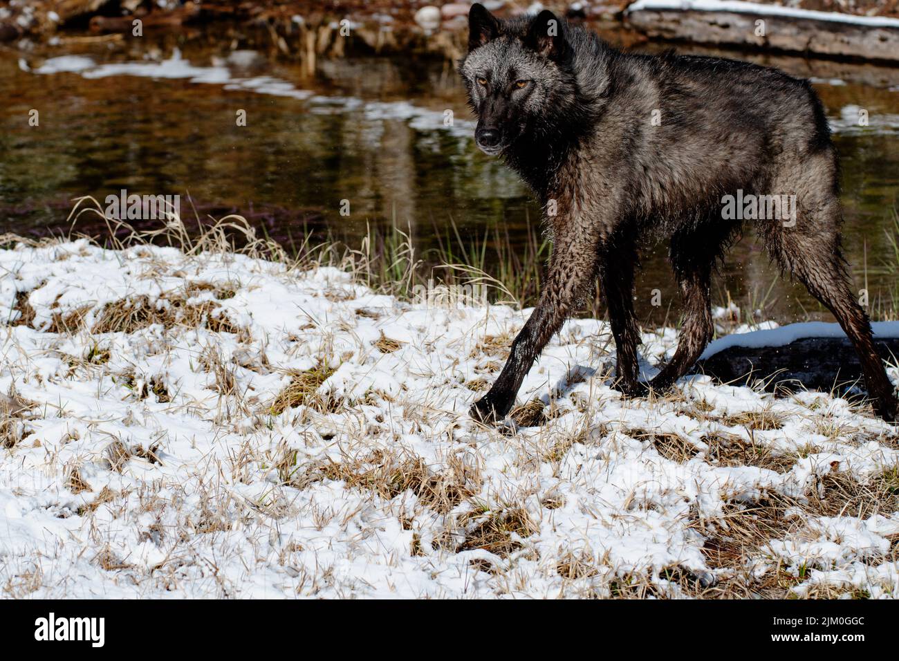 Un primo piano di un Canis lupus pambasileus in una foresta innevata in una fredda giornata invernale Foto Stock