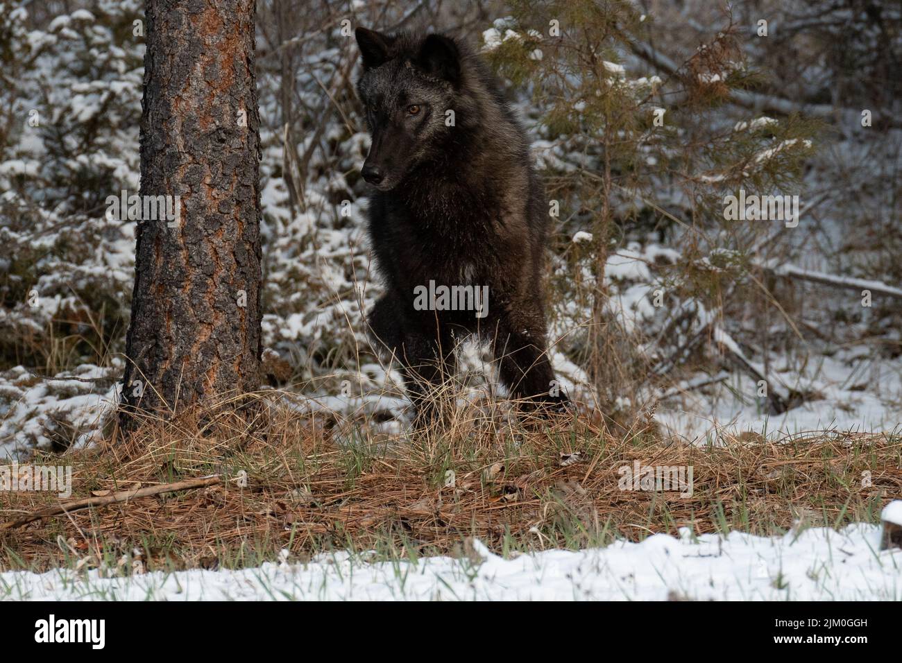 Un primo piano di un Canis lupus pambasileus in una foresta innevata in una fredda giornata invernale Foto Stock